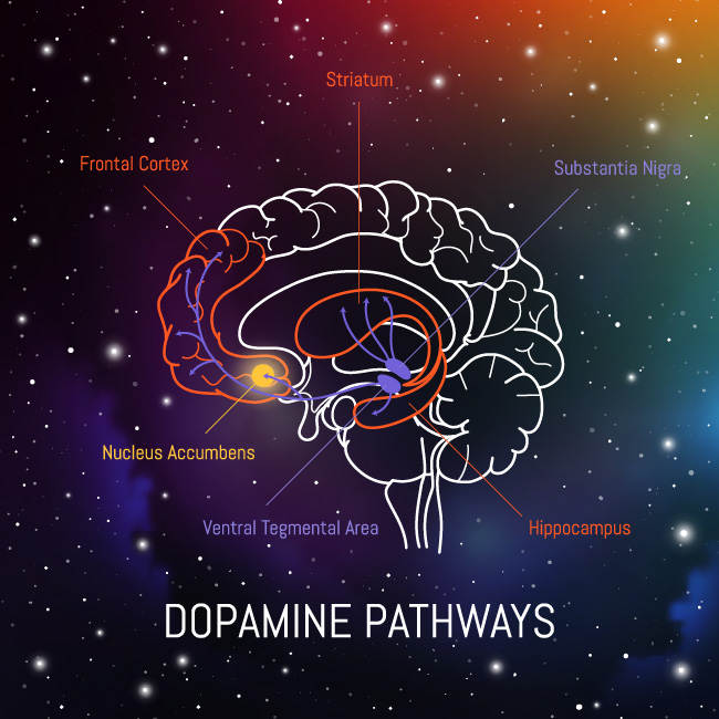 Dopamine is a brain chemical involved in activities such as thinking, focusing and muscle function.