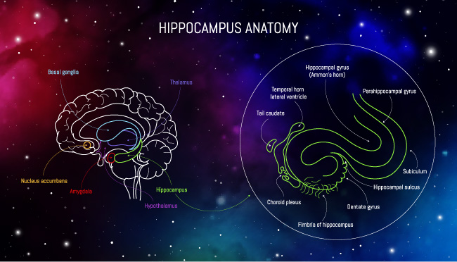 Hippocampus is a brain structure important for learning and memory.